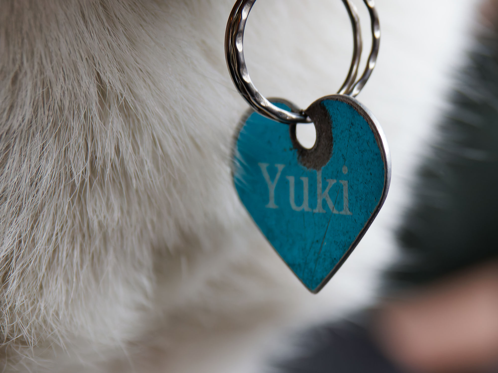 Hundemarke in Herzform mit Namen Yuki am Fell eines Hundes.